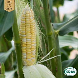 Sockermajs - Golden Bantam