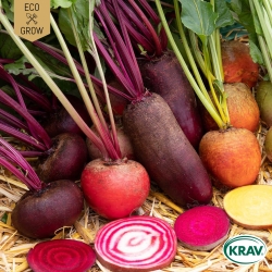 Rödbeta Mix - Rainbow Mix