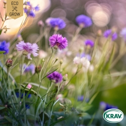 Blåklint - Ball Mix