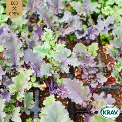 Kruskål Mix - Grönkål, Purpurkål, Svartkål