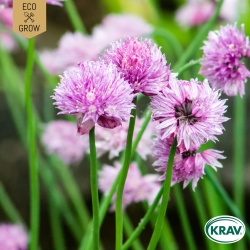 Gräslök - Allium schoenoprasum