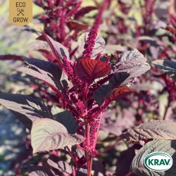 Amarant - Red Garnet