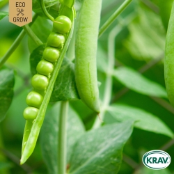 Jätteärt - Alderman