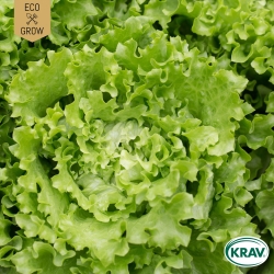 Bataviasallat - Blonde de Paris