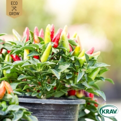 Chilipeppar - Aurora