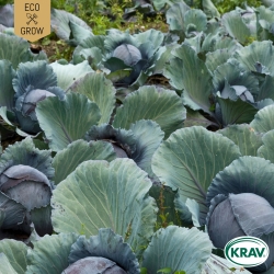 Rödkål - Tête Noire 3