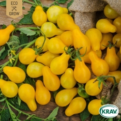 Pärontomat - Yellow Submarine