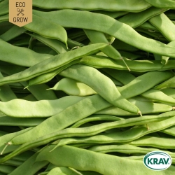 Störskärböna - Helda