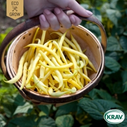 Vaxböna - Rocquencourt