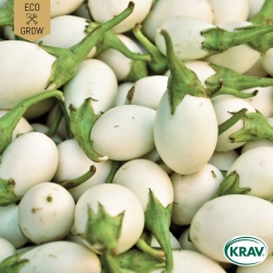 Aubergine - Blanche Ronde à Oeuf