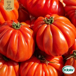 Bifftomat - Marmande