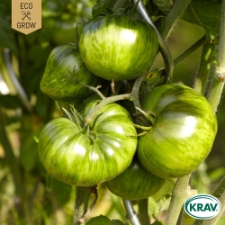 Salladstomat - Green Zebra