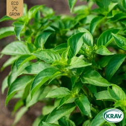 Citronbasilika - Lemon Basil