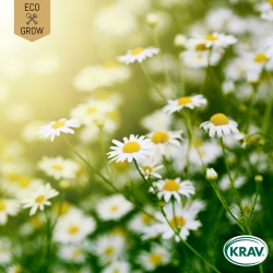 Kamomill - Zloty Lan