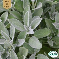 Kryddsalvia