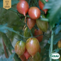 Miniplommontomat - Artisan Pink Tiger