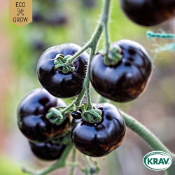 Bifftomat - Indigo Blue Beauty