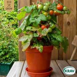 Busktomat - Bogus Fruchta