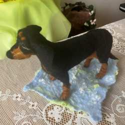 Korthårig tax i ull