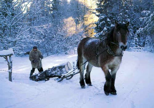 Den siste bonden på Tämmesboda 4