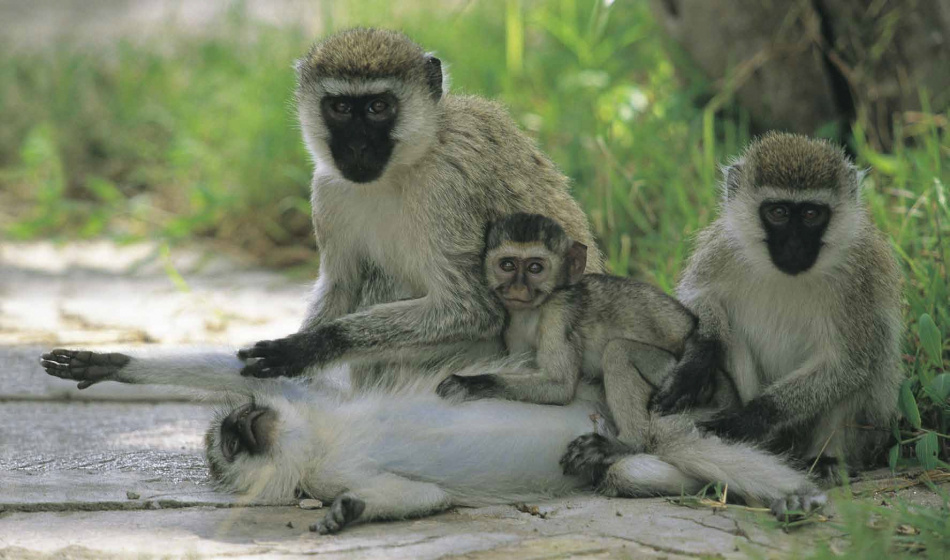 Simba : Barnens bok om vilda djur i Afrika 2