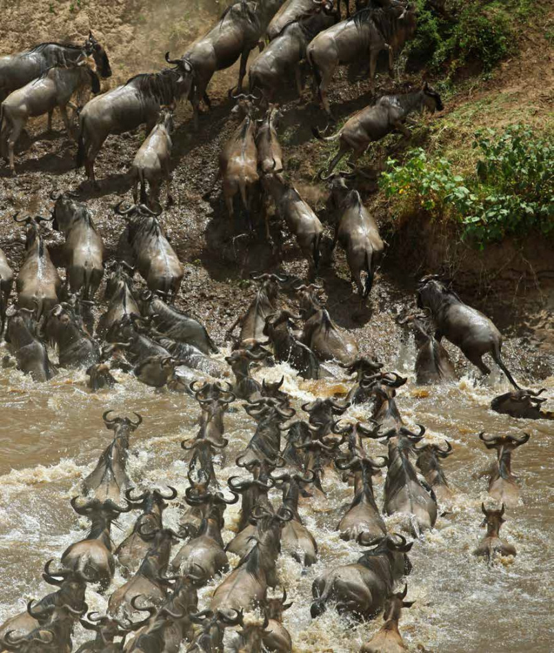 Simba : Barnens bok om vilda djur i Afrika 4