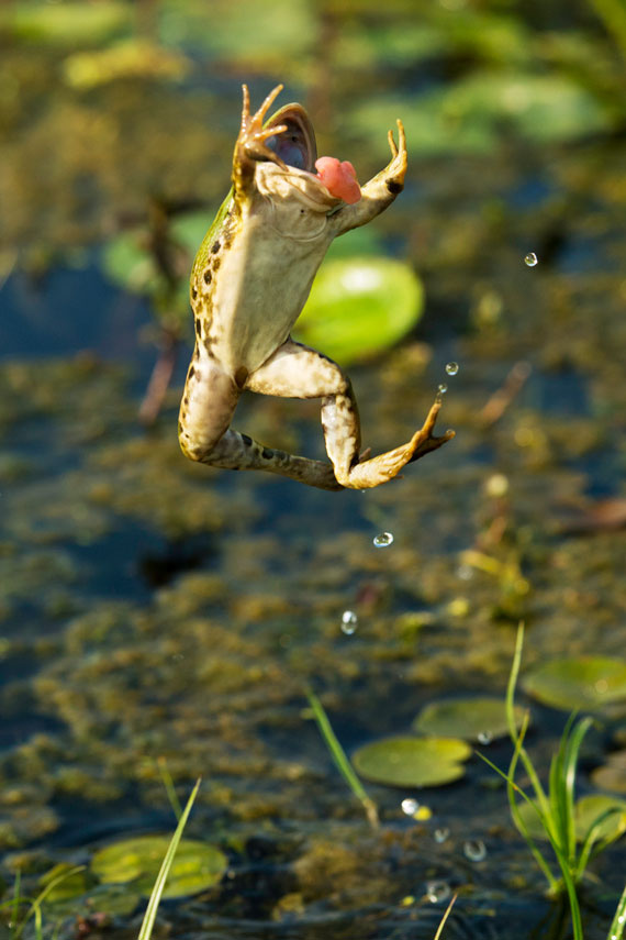 Ett vildare liv - En bok om det vildas återkomst 3
