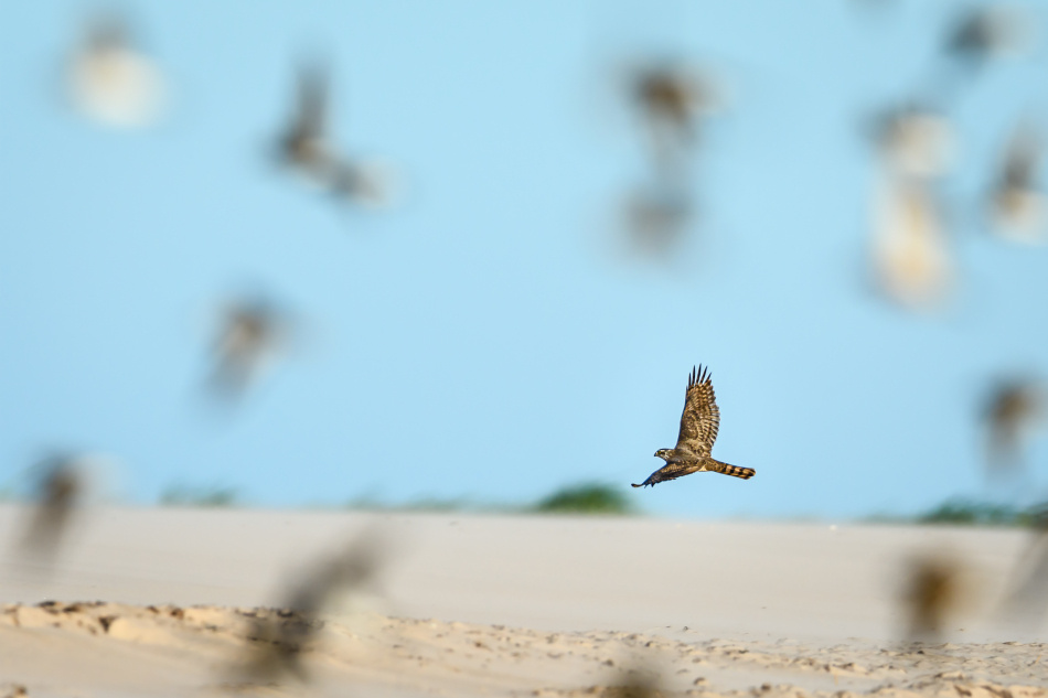Sydsvenska nationalparker - åtta skyddade naturpärlor 4