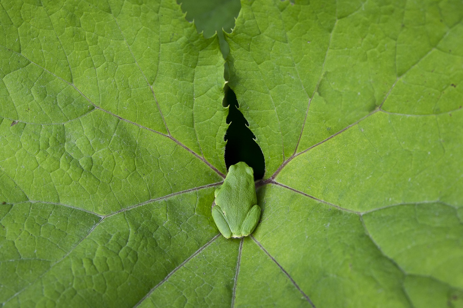 Skogslycka Lövgroda