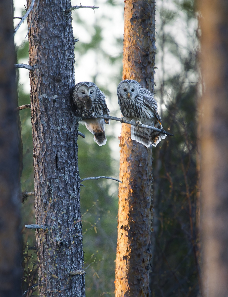 Skogslycka Slagugglor