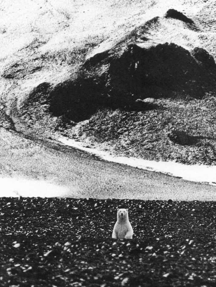 Med kamera om halsen : Sven Gillsäter, naturfotograf och världsresenär 6