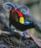 PAPUA : bland paradisfåglar och djävulsrockor 3