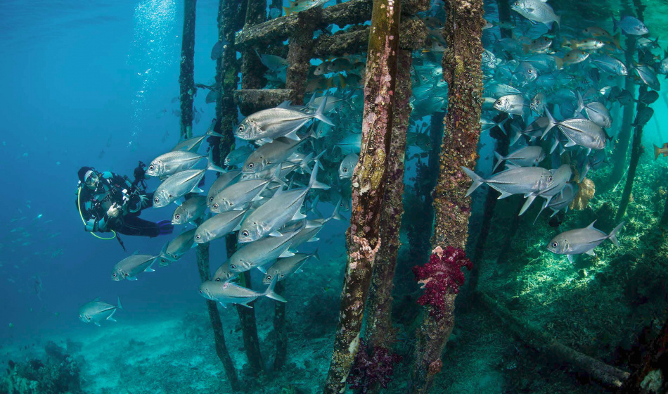 PAPUA : bland paradisfåglar och djävulsrockor 5