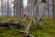 Fjällrand - De krokiga tallarnas land Fjällrand Stora Sjöfallet Foto Jan-Erik Nilsson