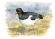 Strandskata Strandskata 2