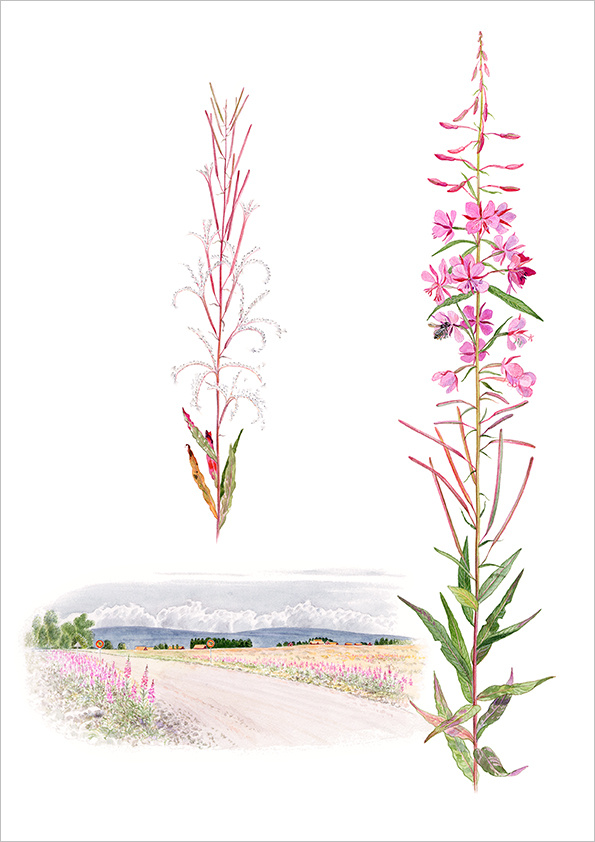 Mjölkört, Exklusivt framtagen för Land.