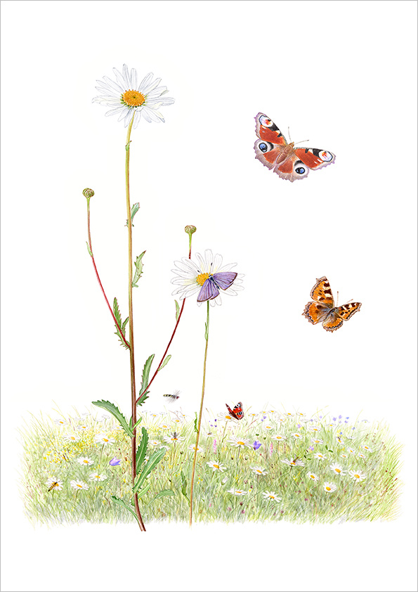 Prästkrage, exklusivt framtagen för Land