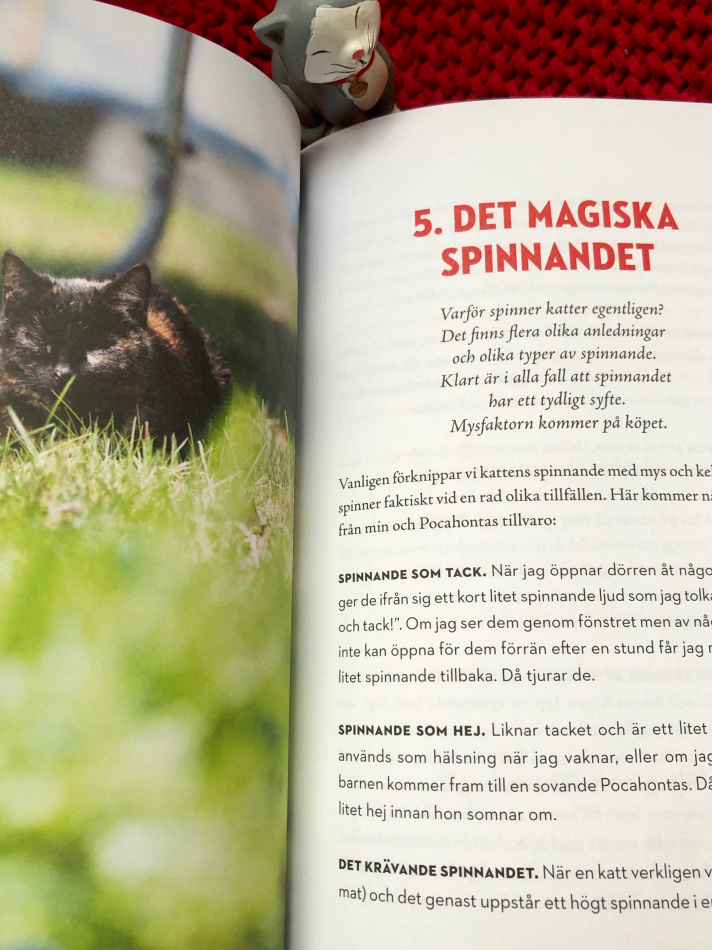 Katt och människa emellan 4