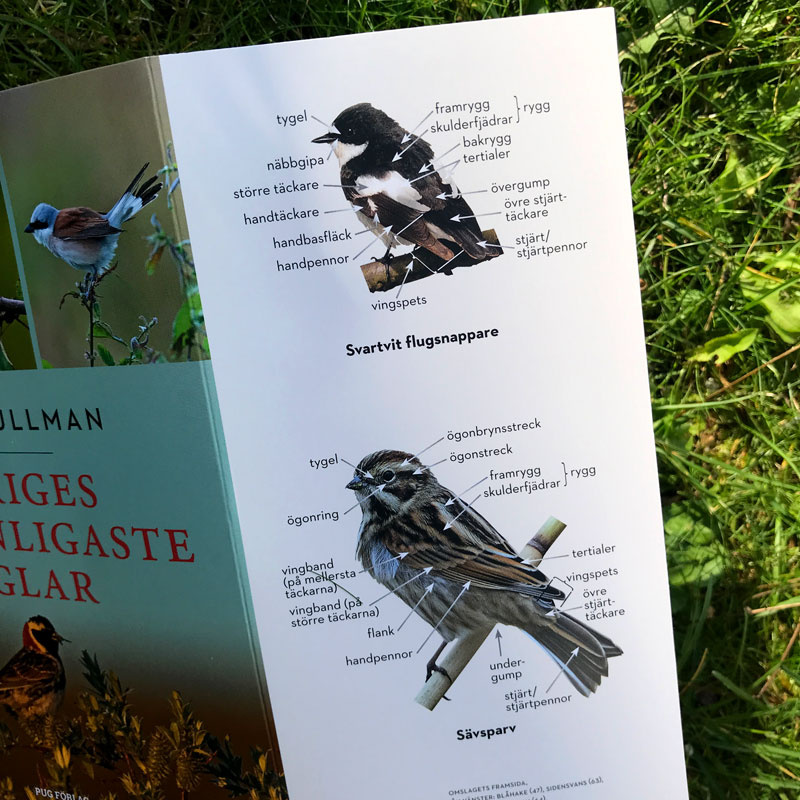Sveriges 100 vanligaste fåglar 4