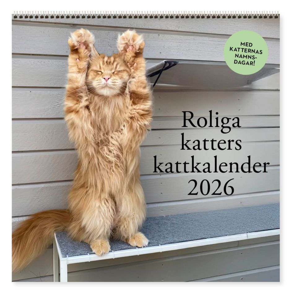Roliga katter: Kattkalender 2026
