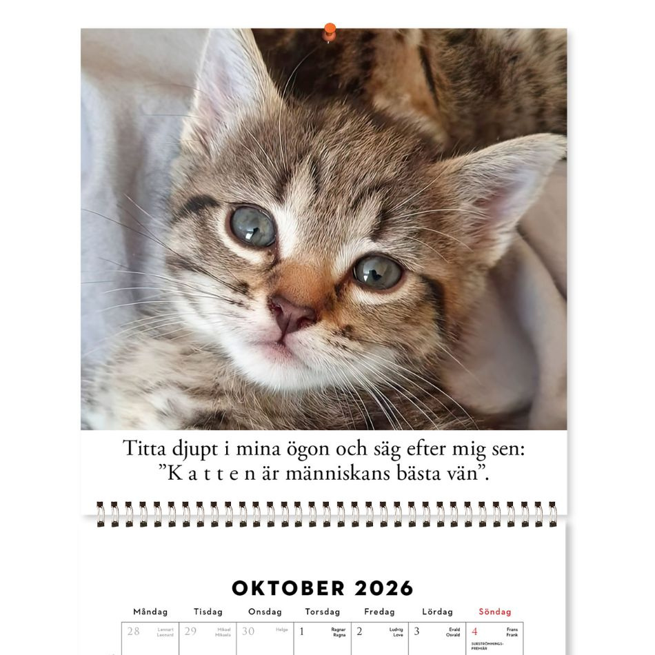 Roliga katter: Kattkalender 2026