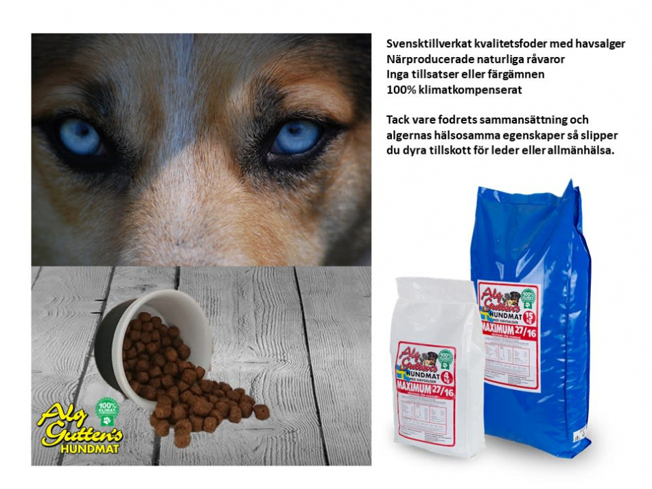 MAXIMUM 27/16 för hundar med högre energibehov 2