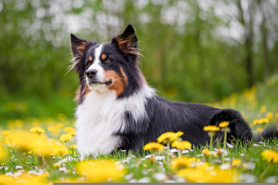 Älgsticks - belöningspinnar 100% svensk älg 4
