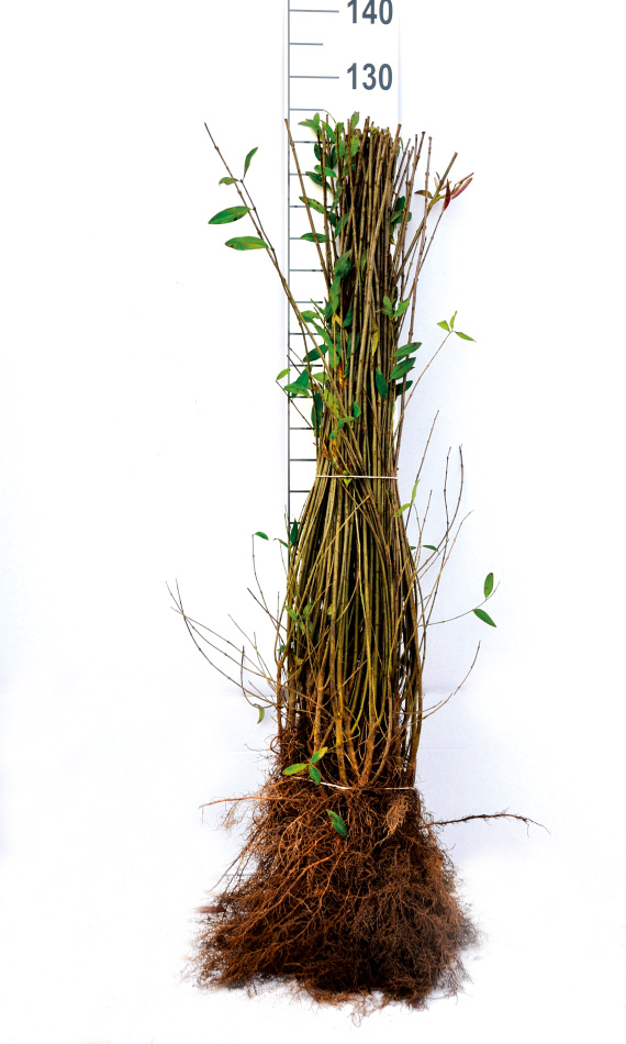 Plantorna levereras barrotade