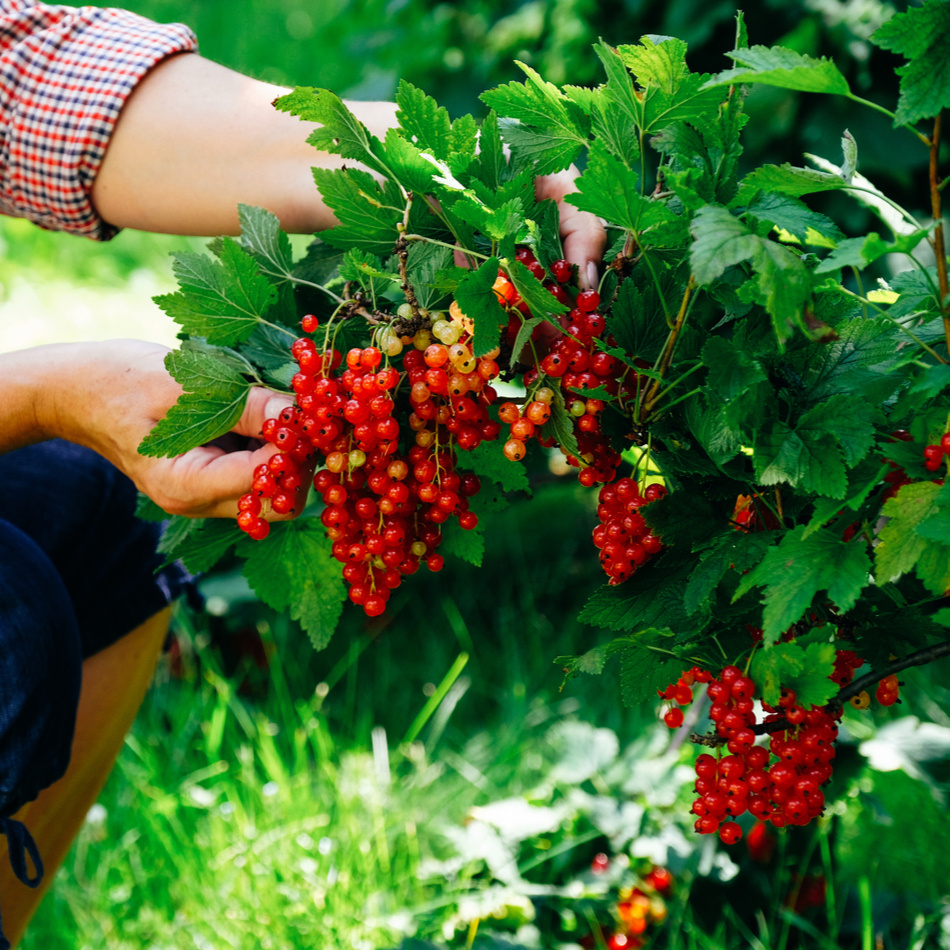 Vinbärsplantor/ buskar 10-pack 4