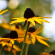 Strålrudbeckia 'Goldsturm '15-pack Strålrudbeckia Goldsturm 15-pack 2