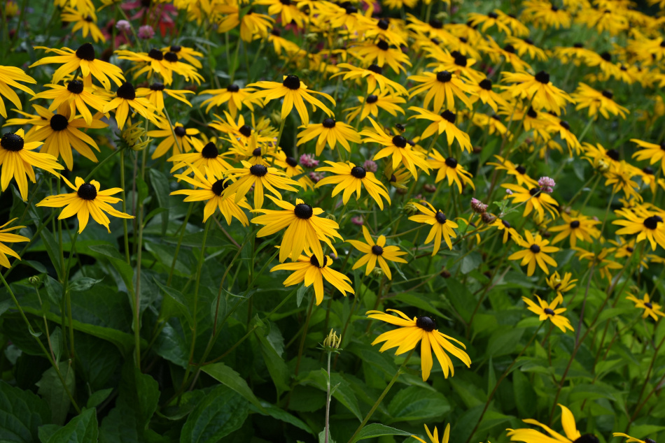 Strålrudbeckia Goldsturm 15-pack 3