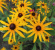 Strålrudbeckia 'Goldsturm '15-pack Strålrudbeckia Goldsturm 15-pack 4