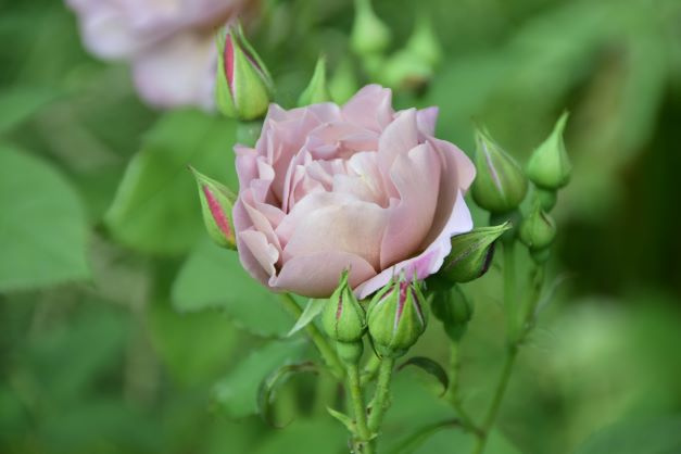 Ros KOKO LOKO 5-pack 2