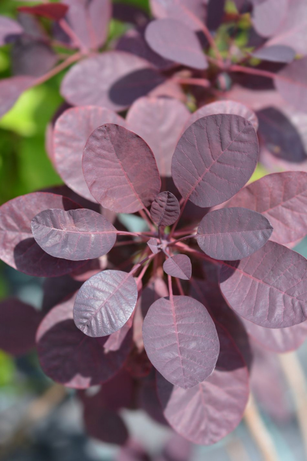 Rödbladig perukbuske 5-pack 2